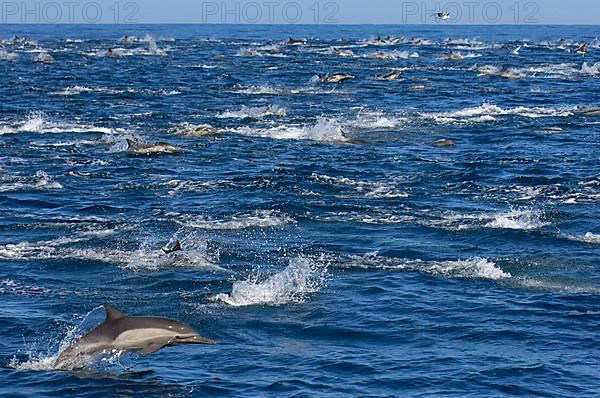 Long-snouted Common Dolphin