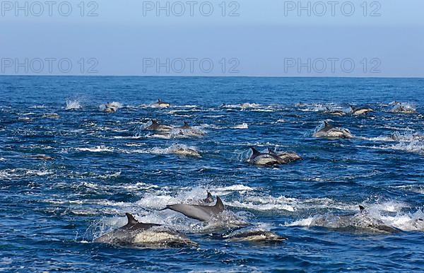 Long-snouted Common Dolphin