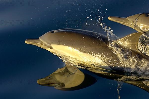 Long-snouted Common Dolphin