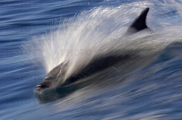 Long-snouted Common Dolphin