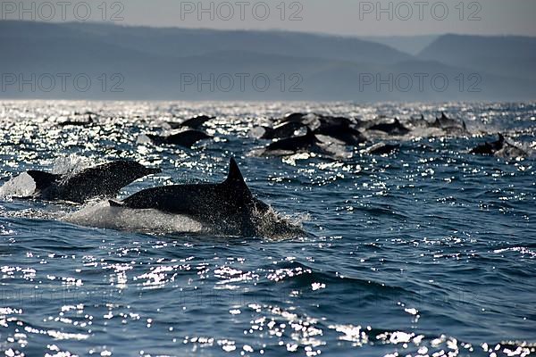 Long-snouted Common Dolphin