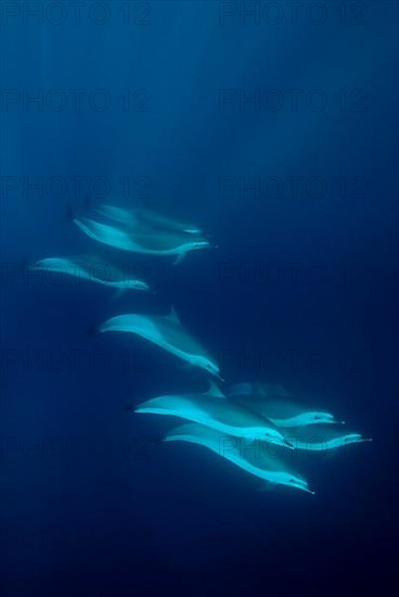 Long-snouted Common Dolphin