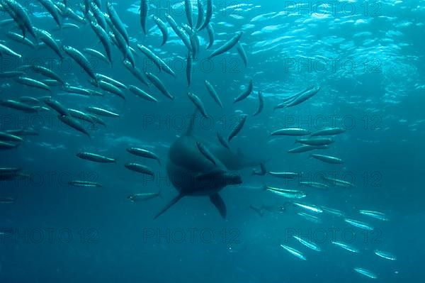 Long-snouted Common Dolphin