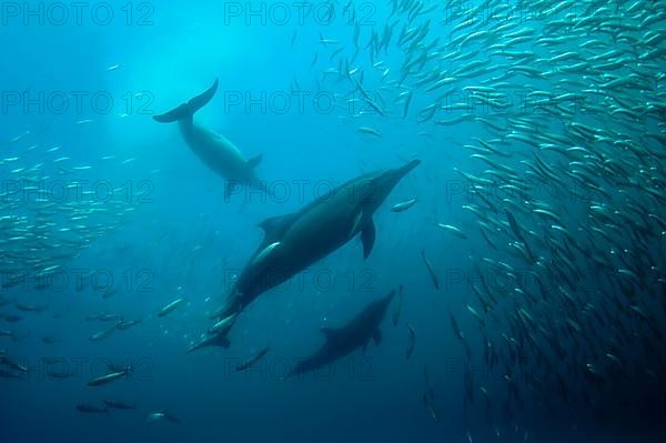 Long-snouted Common Dolphin