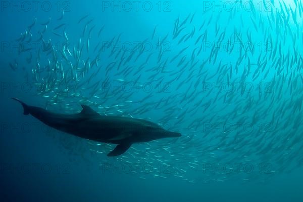 Long-snouted Common Dolphin