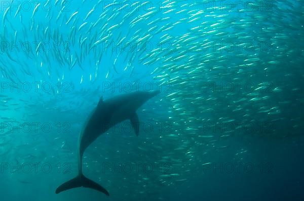 Long-snouted Common Dolphin