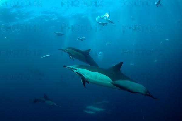 Long-snouted Common Dolphin