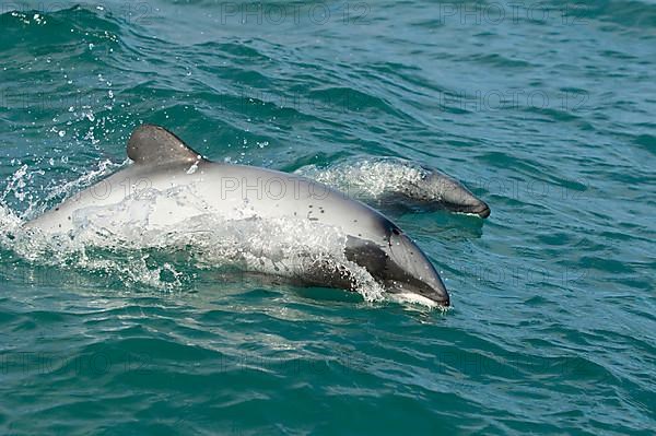 Hector's dolphin