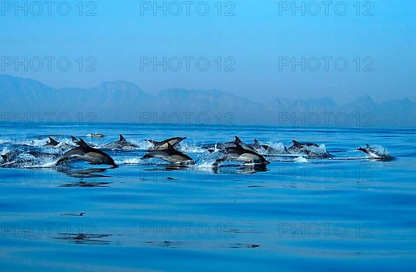 Common dolphin