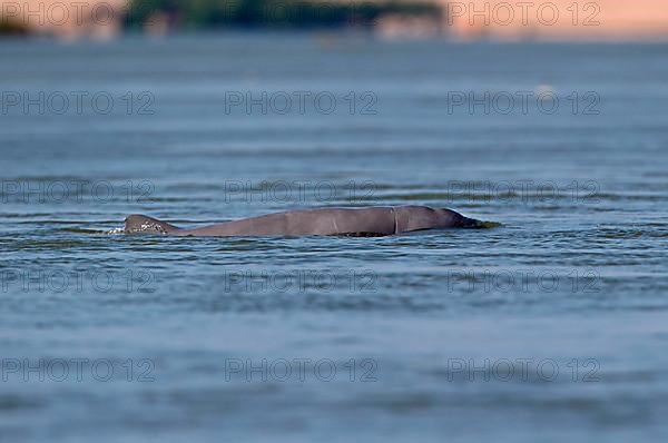 Irrawaddy dolphin