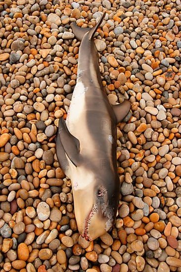 Risso's dolphin