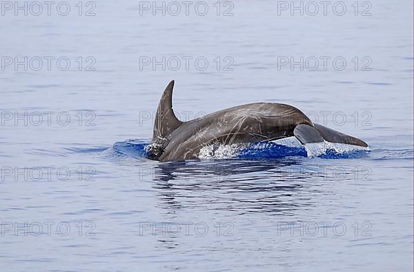 Risso's Dolphin