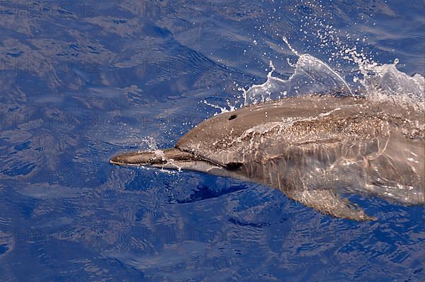 Spinner Dolphin