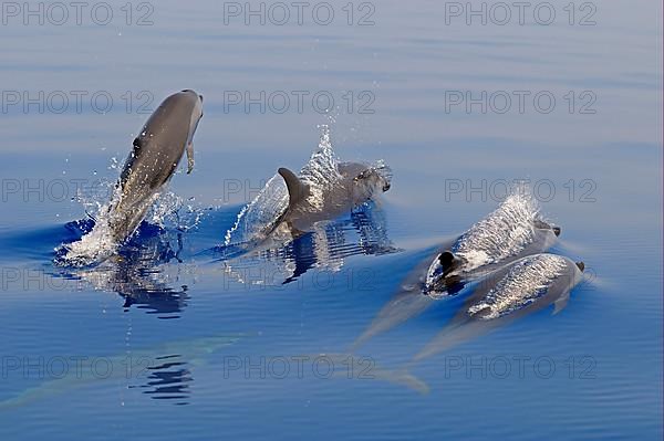 Pantropical Spotted Dolphin