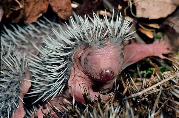 European hedgehog