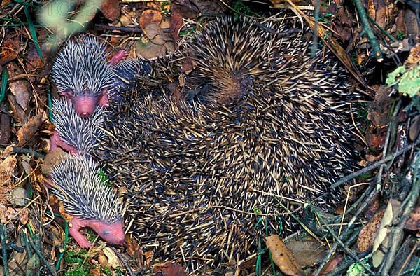 European Hedgehog