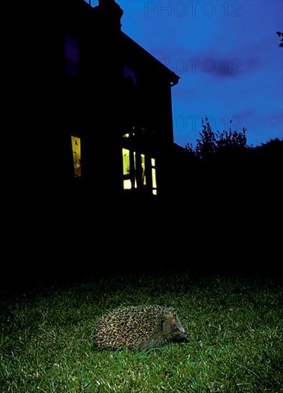 European Hedgehog