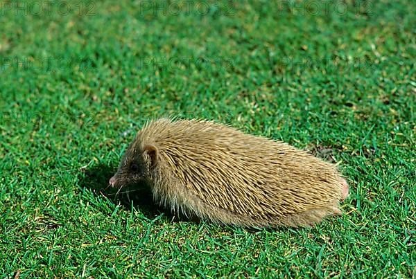 European Hedgehog