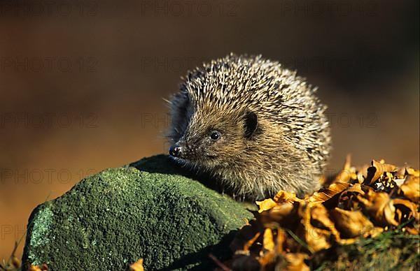 European Hedgehog