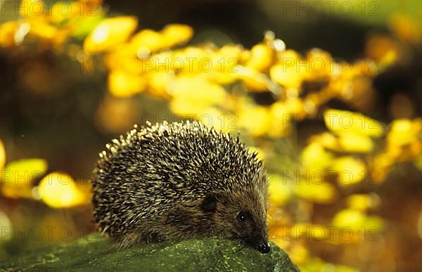 European Hedgehog