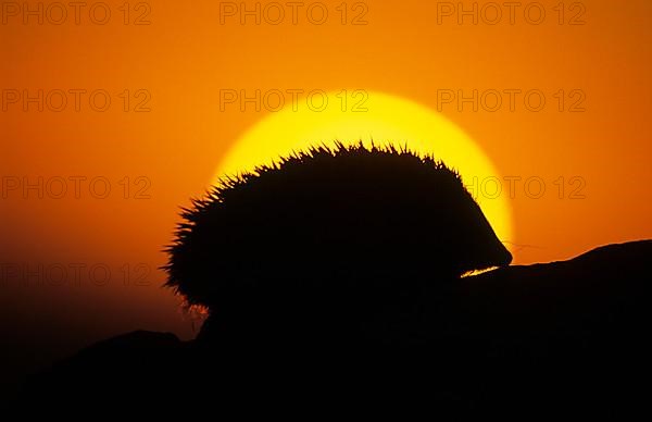 European Hedgehog