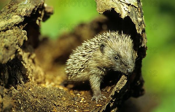 European Hedgehog