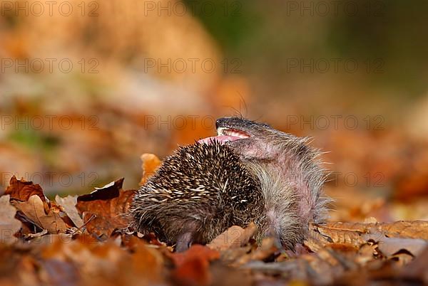 European Hedgehog