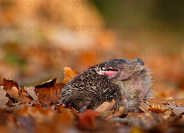 European Hedgehog