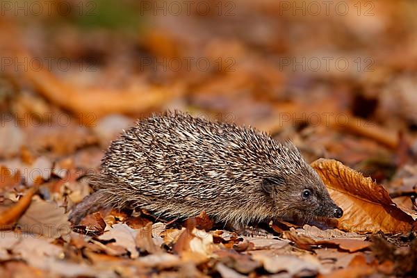 European Hedgehog