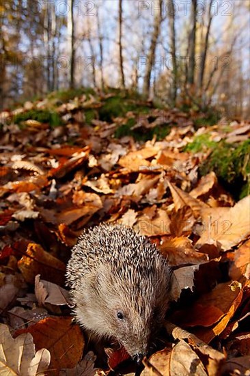 European Hedgehog