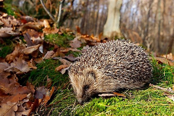 European Hedgehog