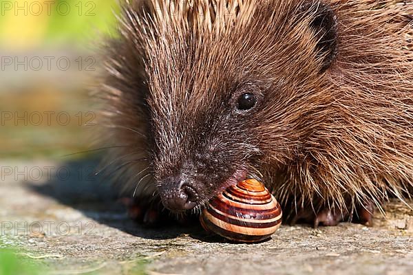 European Hedgehog