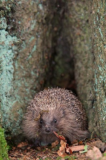 European Hedgehog