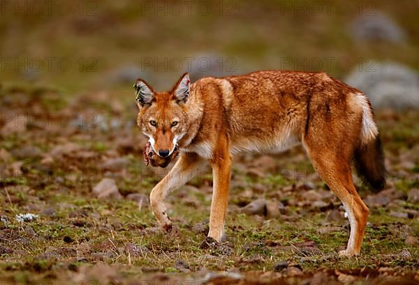 Ethiopian Wolf