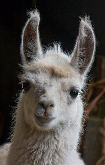 Llama