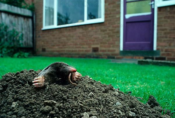 European mole