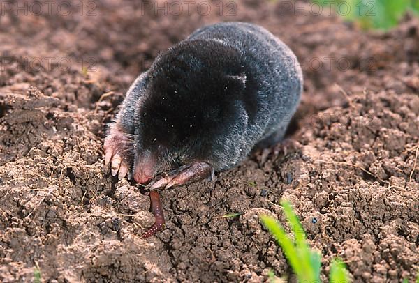 European mole