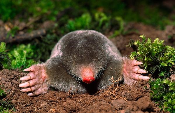 European mole