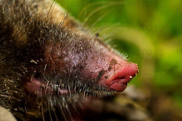 European Mole