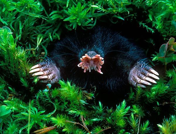 Star-nosed Mole