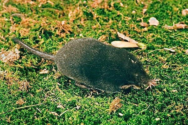 Star-nosed Mole