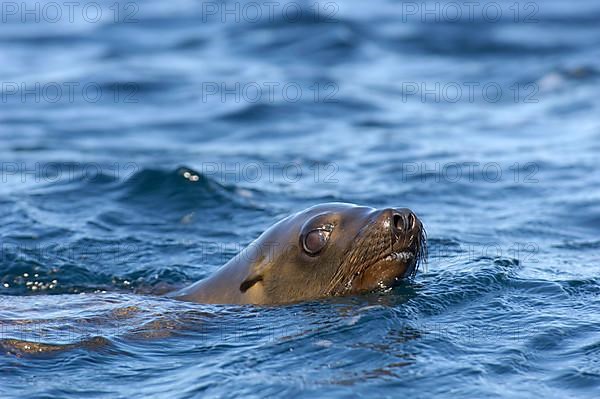 California sea lion