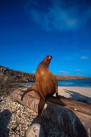 Zalophus californianus wollebaeki