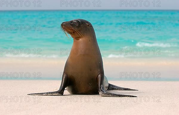 Galapagos seal