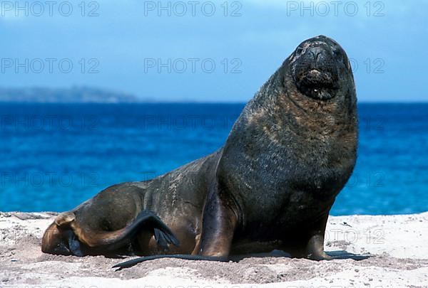 Hooker's Sea Lion