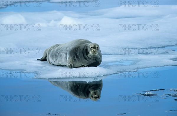 Bearded seals