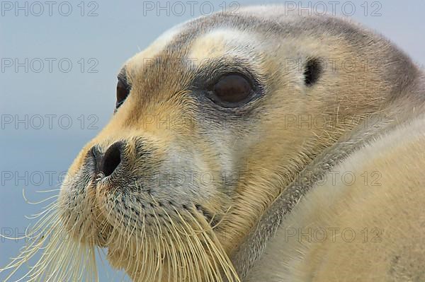 Bearded seals