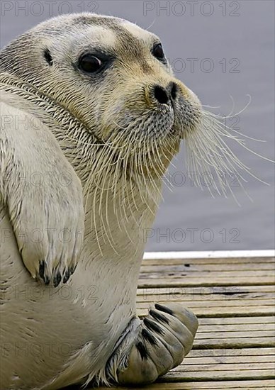 Bearded seals