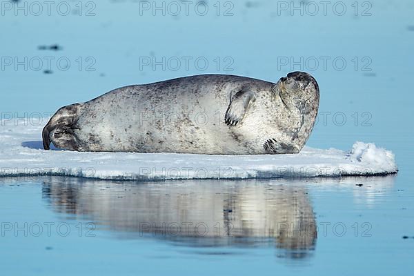 Bearded seals