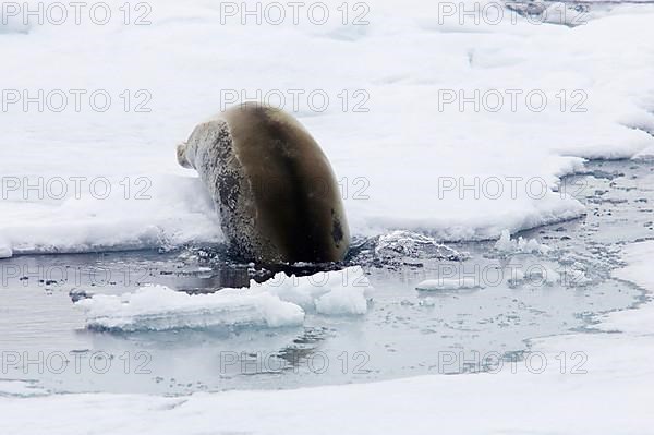 Bearded seals